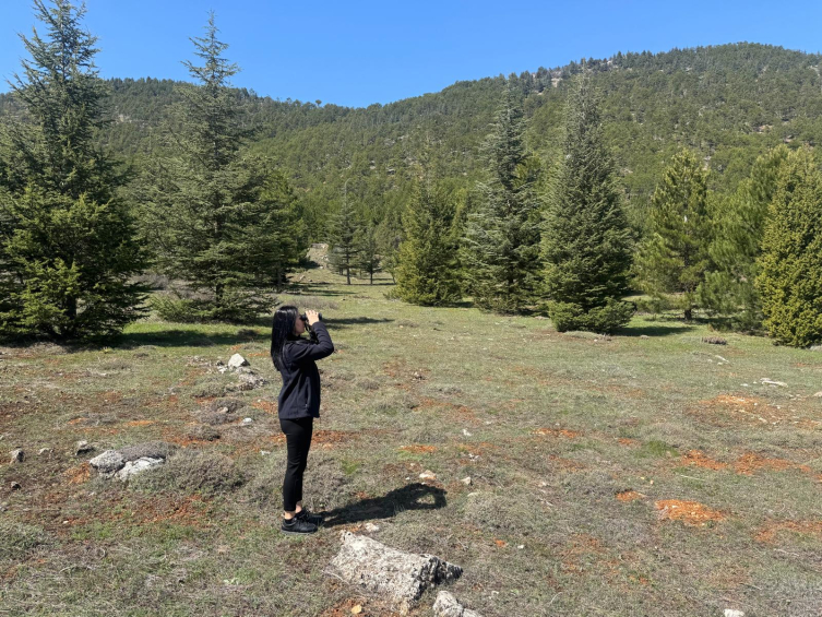 Yeşil papağanlar, sempatik ama istilacı